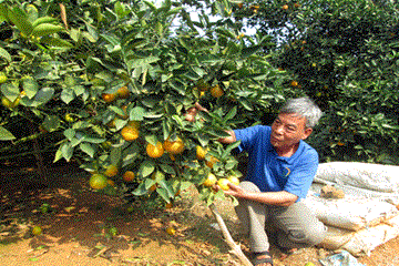 Hội cung ứng phân bón trả chậm, nông dân yên tâm sản xuất