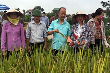 Hỗ trợ nông dân thâm canh lúa với phân bón Tiến Nông