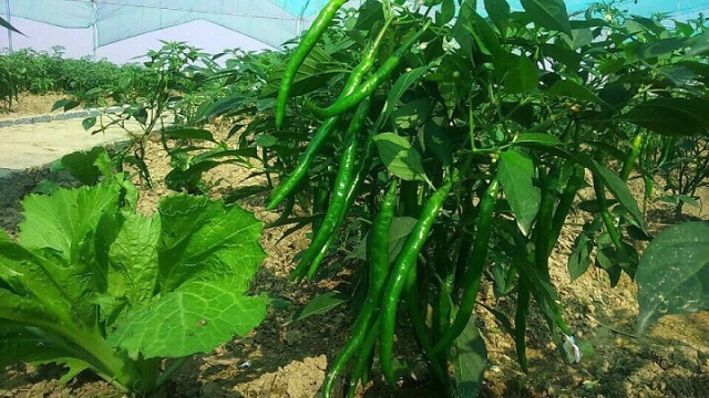 Mô hình trồng ớt sử dụng dinh dưỡng Tiến Nông