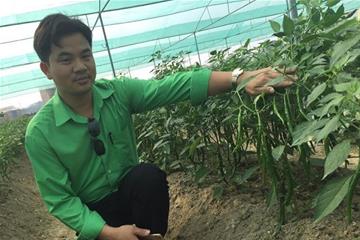 Mô hình trồng ớt tại huyện Nông Cống đạt hiệu quả cao nhờ sử dụng đồng bộ phân bón "NPK.Si – Vì Nông dân Việt"