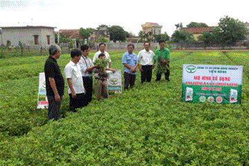 Hội cung ứng phân bón tốt, hội viên tăng thu nhập