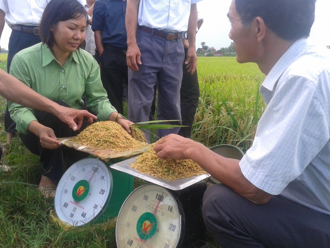 lúa năng suất cao