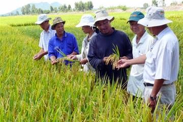 'Chăm chăm' phát triển lúa, bỏ mặc giống rau, hoa: Việt Nam bỏ tiền tỷ để lượm bạc cắc?