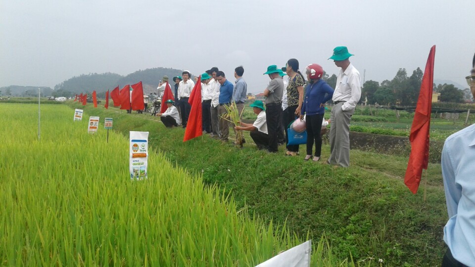 Hiệu quả của phân bón Vì nông dân Việt tại huyện Hoằng Hóa