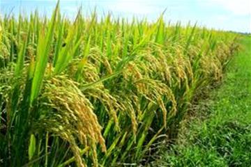 Lần đầu tiên Việt Nam giải mã hoàn chỉnh hệ gen của cây lúa